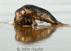 Grey seals playing. by John Naylor 